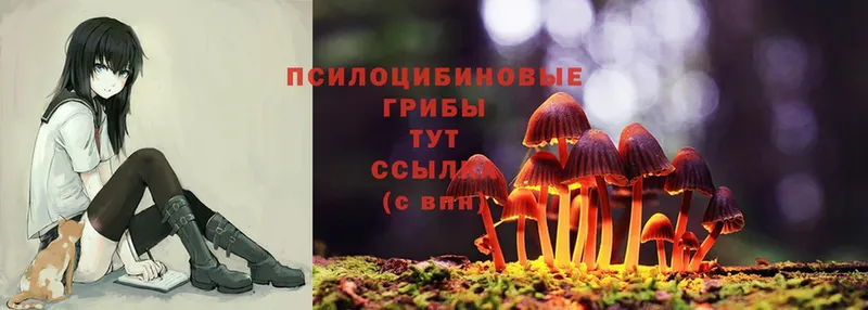 Псилоцибиновые грибы Psilocybe  KRAKEN сайт  Курганинск 